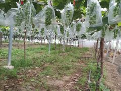 -马陆小张葡萄园农家乐