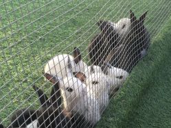 -萌宠亲子动物乐园(槐房万达店)