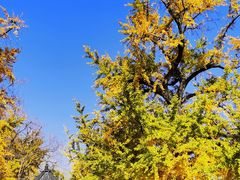 -千年银杏谷文化旅游区