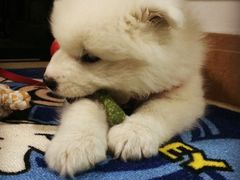 北京康乐宝动物医院-康乐宝动物医院