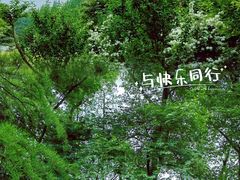 -上海滨江森林公园