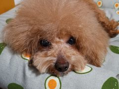 -1013 PET SHOP 宠物商店(近铁城市广场店)