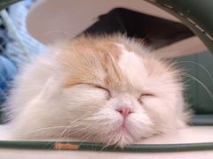 -安格丽娜·狗咖·猫咖羊驼咖(春熙路百盛商场店)