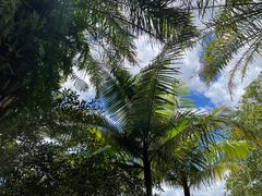 -深圳仙湖植物园