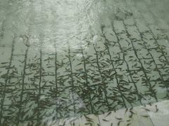 鱼疗池-哈尔滨太平湖温泉酒店