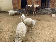 -HERRE·FARM 赫尔露营农场·团建聚会包场