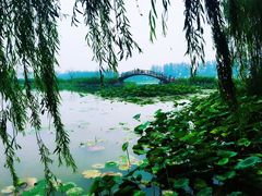 -白洋淀景区