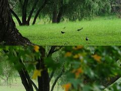 -上海共青森林公园