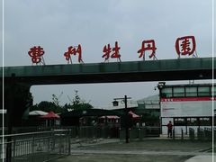 -曹州牡丹园