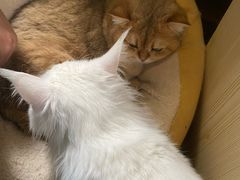 -东方名猫馆·英短金渐层布偶猫舍(环线广场1号楼店)