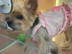 -Oh My Dog宠物沙龙(伊珊娜皮毛护理店)