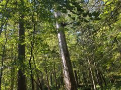 -五营红松林海景区