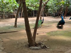 -呀路古热带植物园