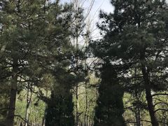 -老君堂公园