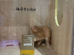 -爪爪喵星球·猫舍(卓悦中心店)