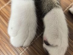 -美联众合动物医院·24h京西诊疗中心