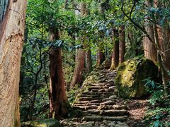 -天目山大树王景区