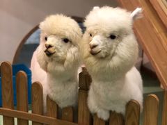 -藦茜花园宠物主题亲子互动体验馆(国顺东路店)