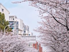 -高东镇樱花园