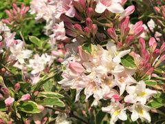 -吴越酒坊(拈花湾店)