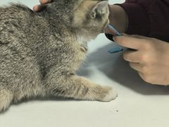 -瑞派福兴宠物医院犬猫全科·骨科·中西医结合(河东店)