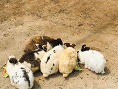 -前小桔亲子创意农场·草莓采摘·露营烧烤