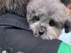 -唐小姐の猫狗洗护·购宠旗舰店(周浦万达店)