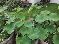 -上海醉白池公园