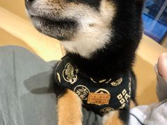 -柴务处·柴犬主题狗咖