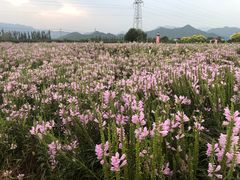 -君乐宝优致牧场