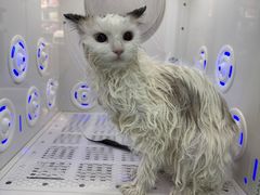 -爱洗澡的猫(望京店)