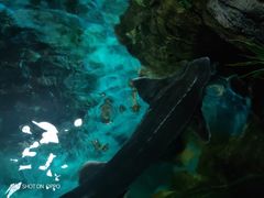 -大连圣亚海洋世界