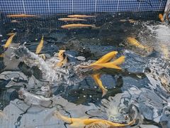 -北京龙庆四季香农家饭庄·灶台鱼·碳烤虹鳟鱼(龙庆峡店)