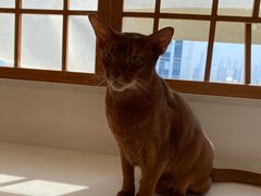 -Let's go狗咖·猫咖·奶狗·桌游(春熙路IFS店)