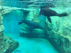 -秦皇岛乐岛海洋王国