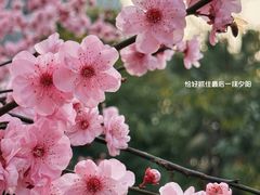 -佛图关公园