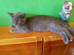 -李小姐の猫咖啡馆(五角场店)
