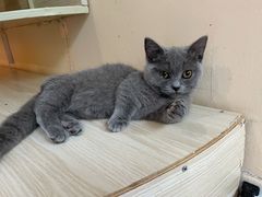 -喵的天空名猫咖啡馆·撸猫·猫舍·用品