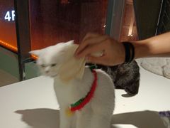 -怪兽屋·羊驼·猫咖·狗咖(俊华广场店)