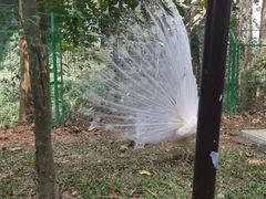 -野象谷景区