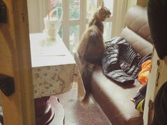 -猫色咖啡·猫咖