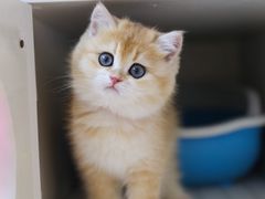 -lincat·猫舍(广州店)