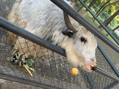 -长白岛森林公园