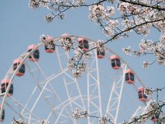 -顾村公园