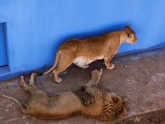 -青藏高原野生动物园