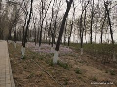 -大兴滨河森林公园