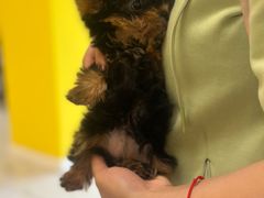 -宠爱多约克夏马尔济斯泰迪小型犬专卖