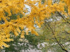 -北京国子监胡同