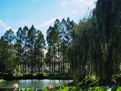 -金银湖国家城市湿地公园