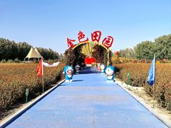 -金塔沙漠胡杨林景区